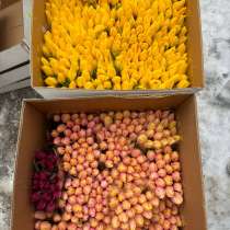 Тюльпаны, в Краснодаре