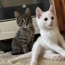 Кошка в добрые руки, в Люберцы