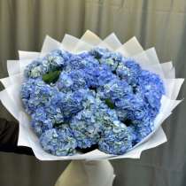 Гортензии синие, в Москве