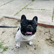 Щенки французского бульдога, в Тимашевске