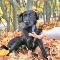 Собака Лиза, потеряшка, очень послушная ищет дом, в Москве