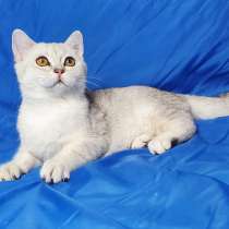 Продаются котята шотландской серебристой шиншиллы, в г.Беэр-Шева