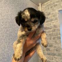 Отдам щенят в добрые руки, в Серпухове