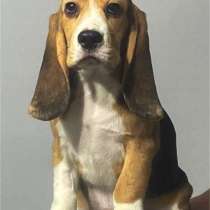 Продам щенков бигля, в Ангарске