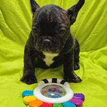 French Bulldog. Black tiger female, в г.Мариенберг