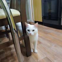 Отдам в добрые руки, в Магнитогорске