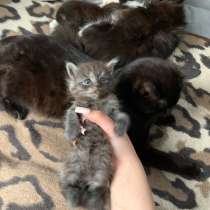 Котята, в Архангельске