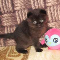 Шотландская кошечка из питомника, в Санкт-Петербурге