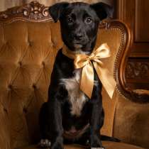 ЗАМЕЧАТЕЛЬНАЯ СТРЕЛОЧКА ИЩЕТ ДОМ, в г.Минск