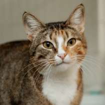 Кошка в добрые руки, в Вологде