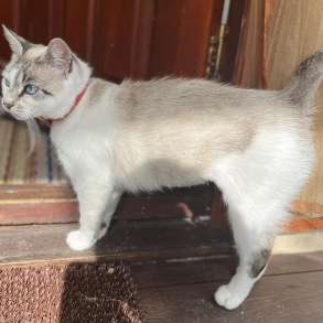 Кошка с дач срочно ищет дом, в г.Минск