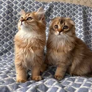 Шотландские котята, в Москве