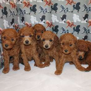 Щенки красного той-пуделя, в Москве