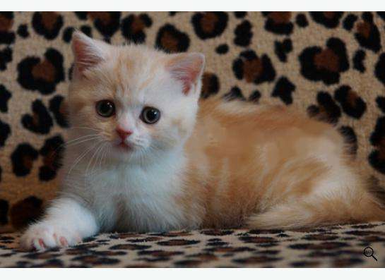 Коты и кошки британские в Новокузнецке фото 21