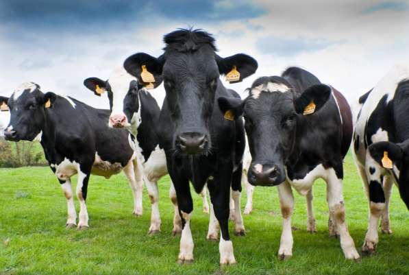 Коровы из России в Сибае фото 14