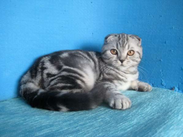 Кошечка с ярким контрастным мраморным окрасом в Казани фото 4