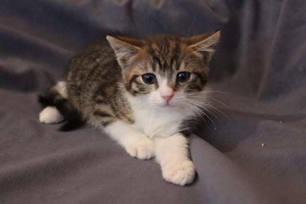 Зеленоглазая нежная красавица-кошка в Санкт-Петербурге фото 32