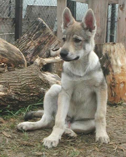 Чешский волчак - мальчик, 4 месяца в Москве фото 5