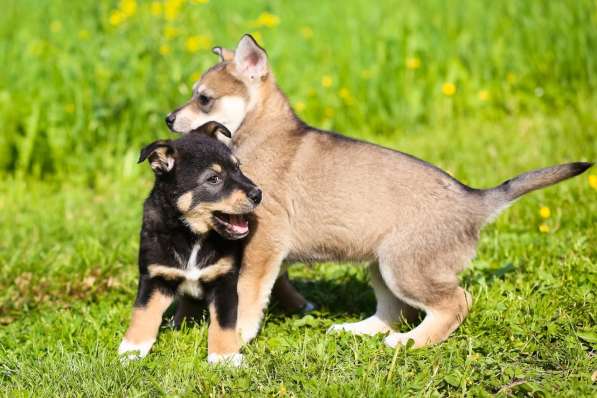 Два крошечных щенка ищут дом в Санкт-Петербурге фото 8
