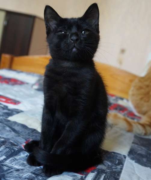Черный, как уголек, котенок ищет дом! в фото 5