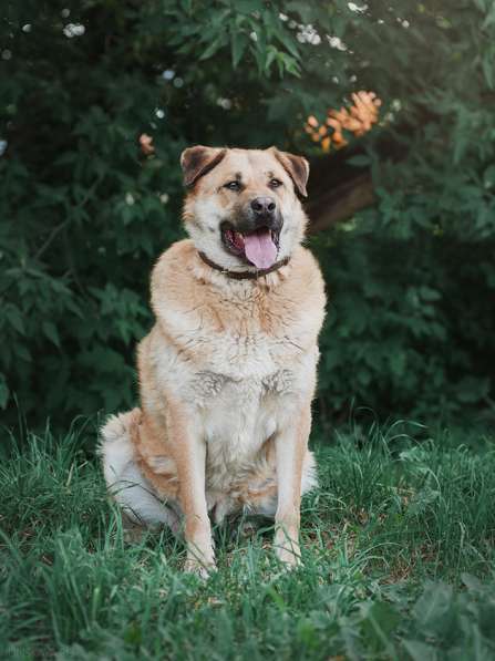 Кохинор ищет семью в Москве фото 55