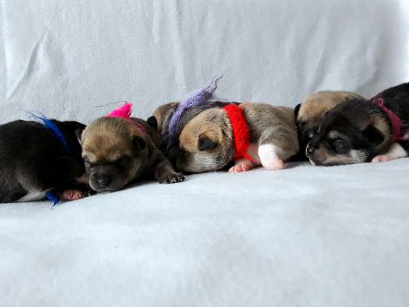 Открыты бронь на щенков КА ДЕ БО в Ижевске фото 5