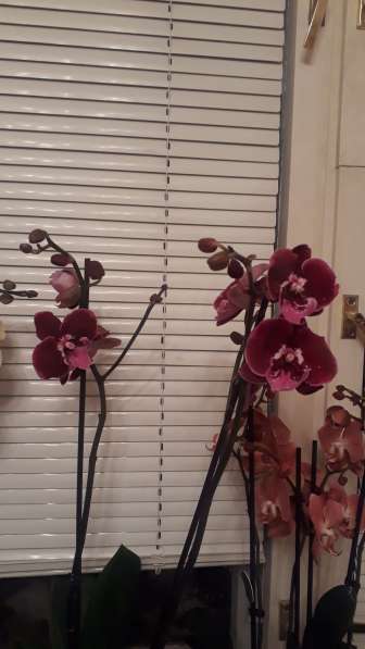 Орхидея в Самаре фото 9