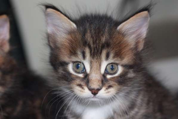 Курильский бобтейл - котята золотого окраса в Краснодаре фото 18