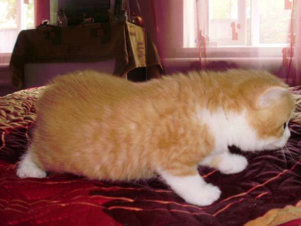 Британский котенок в Краснодаре фото 7