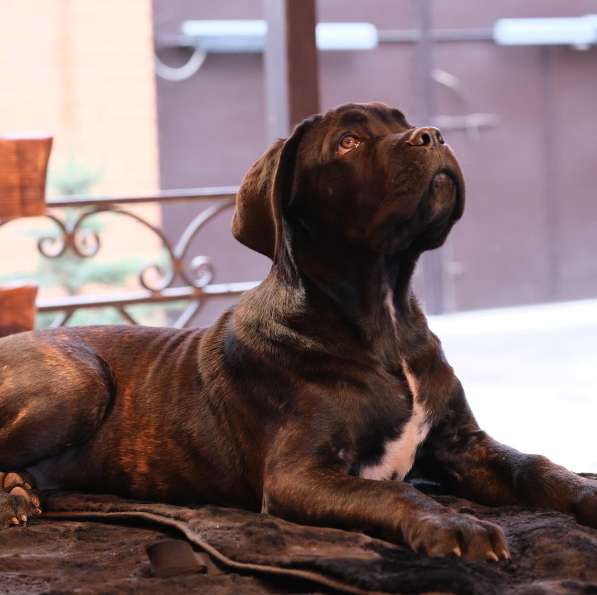 Cane Corso puppies в Астрахани фото 4