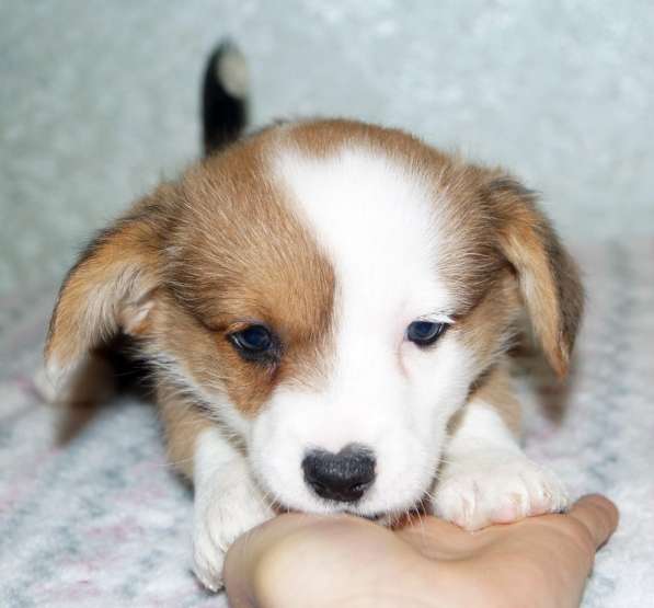 Щенки вельш корги кардиган в Москве фото 14