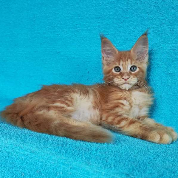 Котики мей-кун из питомника в Владимире фото 6