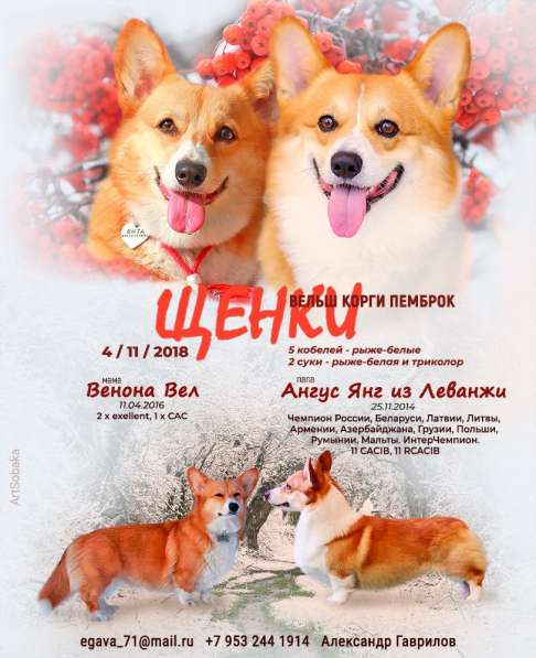 Продаются щенки Вельш Корги Пемброк в Пскове фото 3