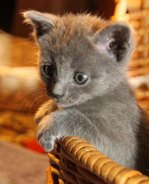 Котят в добрые руки