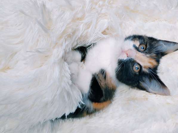 Трехцветный котенок, девочка ласкуша в Санкт-Петербурге фото 5