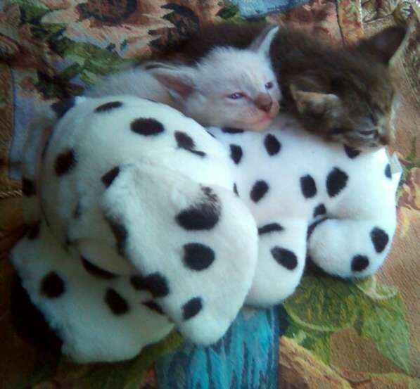 Элитный кудрявый котенок Герман-Рекс мальчик в Санкт-Петербурге фото 36