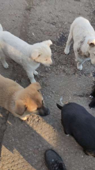 Щенки ищут дом в Москве фото 11