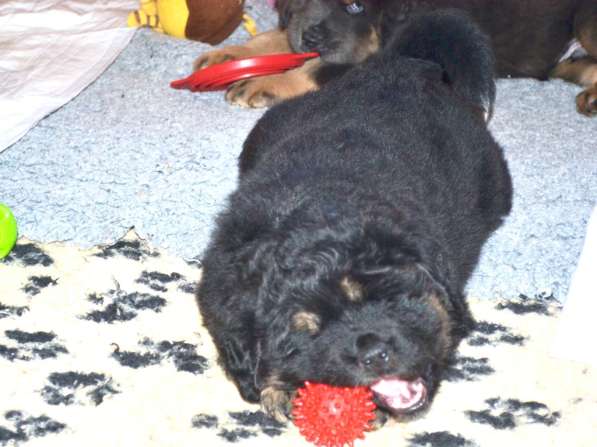 Тибетский мастиф - лучший страж на территории в Москве фото 70