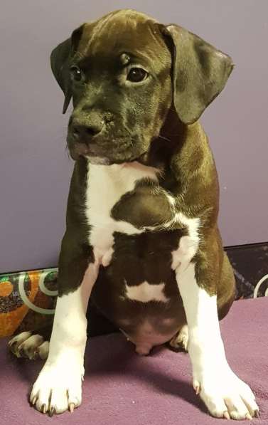 Американский стаффордширский терьер МАЛЬЧИК в Москве фото 4