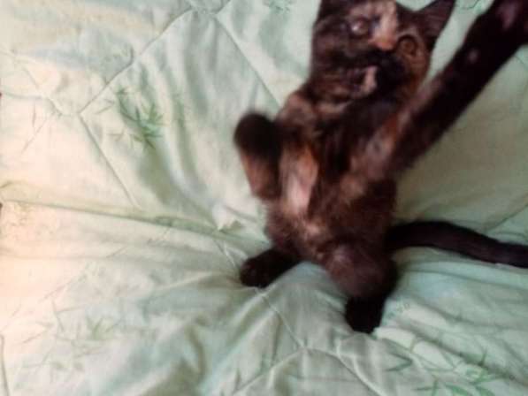 Британская кошечка 1.5 месяца в Санкт-Петербурге фото 5