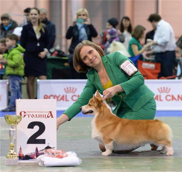 Вельш-корги-пемброка щенки от Вице-Чемпиона Мира