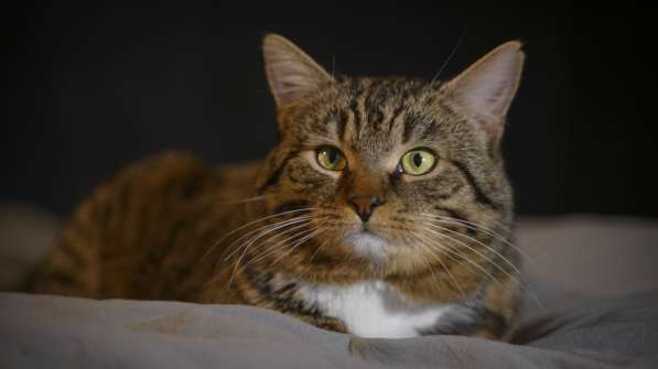 Вальяжный Боб в Москве фото 29