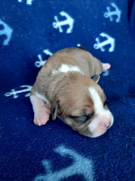 Милые мальчики и девочки Амстаффа резерв ркф в Москве фото 46