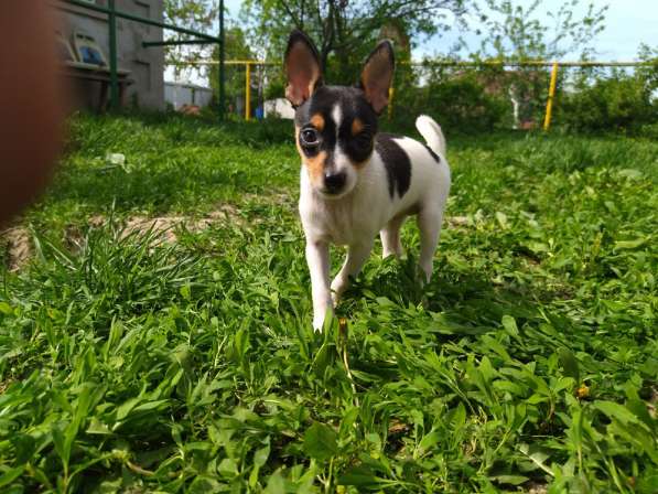 Американский тойфокс терьер в Москве фото 3