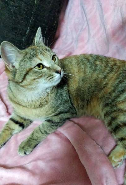 Молодая кошечка ищет дом в Москве фото 3