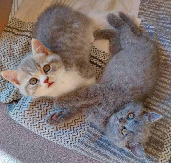 Котята Британской короткошерстной породы в фото 22