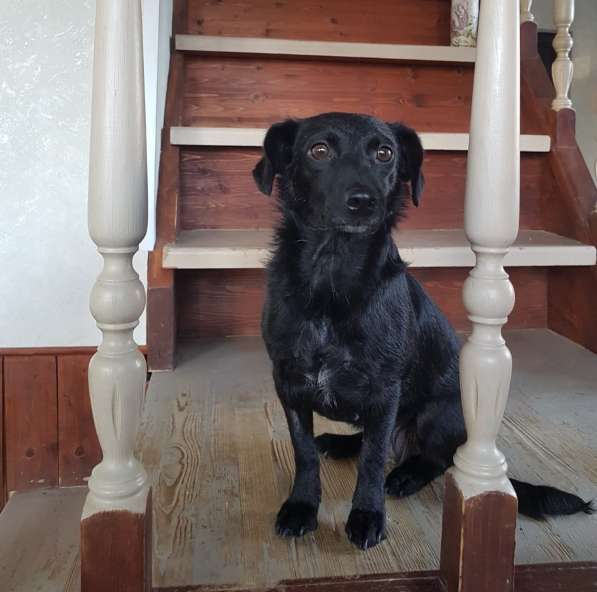 Маленькая собачка Боня ищет семью! в Москве фото 15