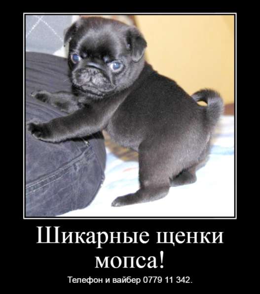 Шикарные щенки мопса ждут своих хозяев! 