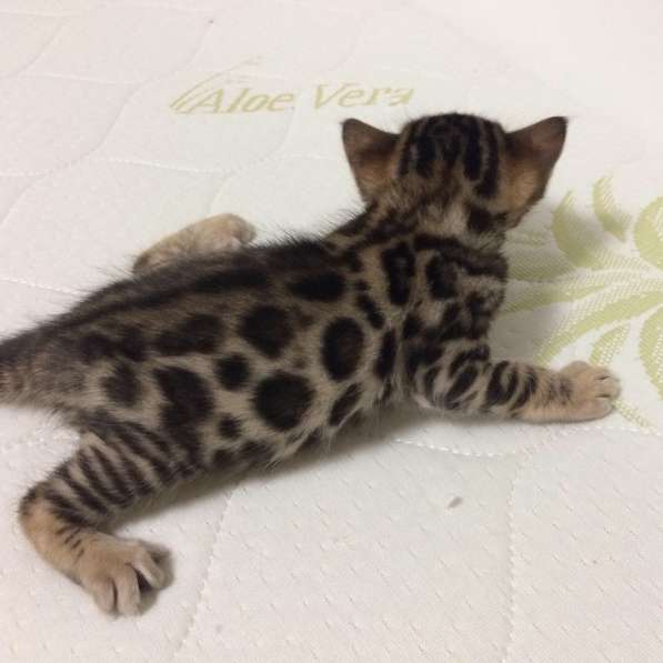 Бенгальские котята в фото 11