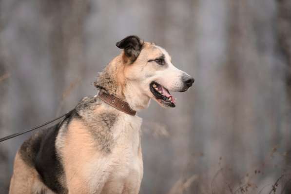 Молодой энергичный Майор ищет семью в Москве фото 63